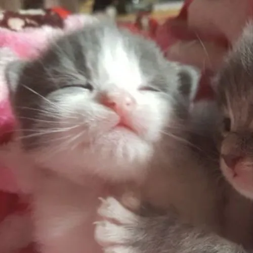 Gambar 55. PP Kucing Couple Terpisah Lucu tiduran berpelukan (1)