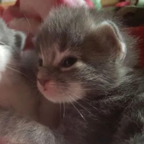 Gambar 55. PP Kucing Couple Terpisah Lucu tiduran berpelukan (2)