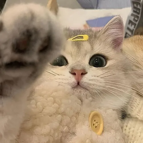 Gambar 56. PP Kucing Couple Terpisah Lucu selfie jepit kuning (1)