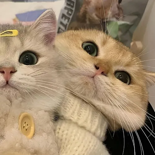 Gambar 56. PP Kucing Couple Terpisah Lucu selfie jepit kuning (2)