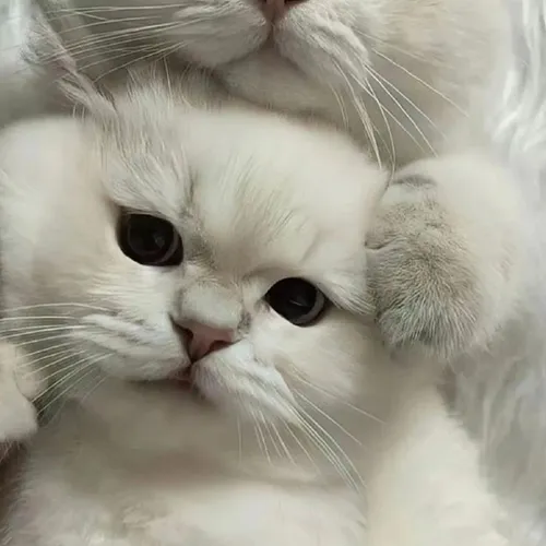 Gambar 57. PP Kucing Couple Terpisah Lucu putih bertumpuk (1)