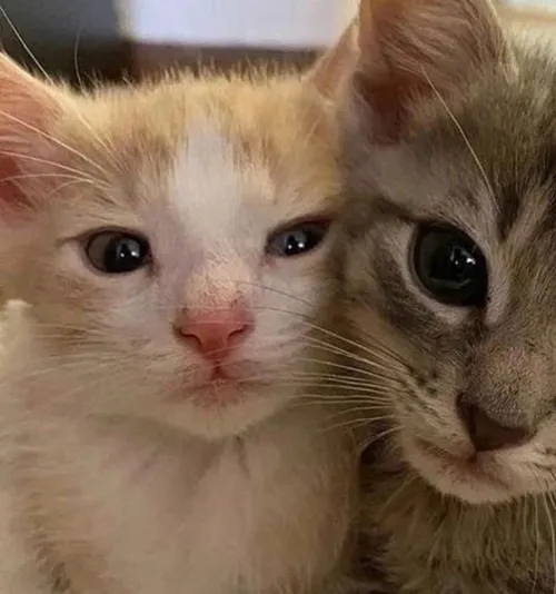 Gambar 58. PP Kucing Couple Terpisah Lucu kitten selfie (1)