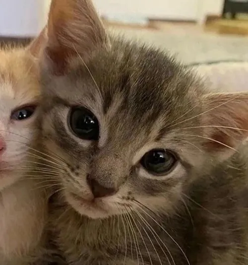 Gambar 58. PP Kucing Couple Terpisah Lucu kitten selfie (2)