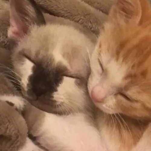 Gambar 59. PP Kucing Couple Terpisah Lucu tidur di kursi (1)