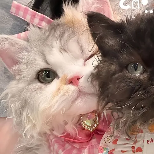 Gambar 60. PP Kucing Couple Terpisah Lucu kitten anggora (1)