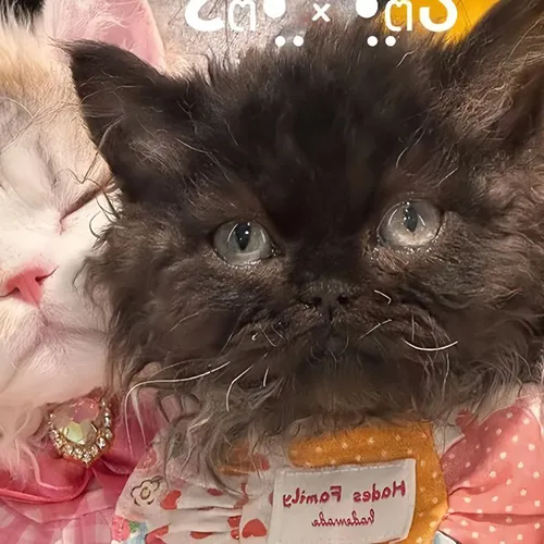 Gambar 60. PP Kucing Couple Terpisah Lucu kitten anggora (2)