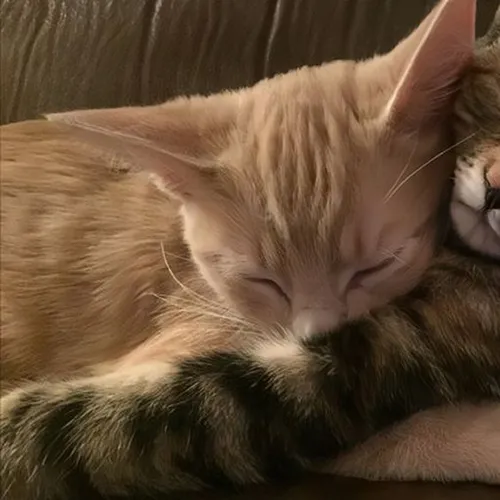 Gambar 61. PP Kucing Couple Terpisah Lucu tidur berpelukan (1)