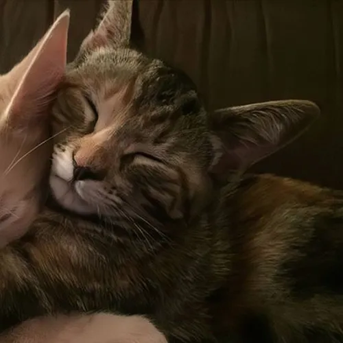 Gambar 61. PP Kucing Couple Terpisah Lucu tidur berpelukan (2)