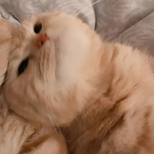 Gambar 62. PP Kucing Couple Terpisah Lucu si orange (2)