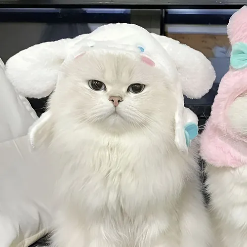 Gambar 64. PP Kucing Couple Terpisah Lucu anggora putih (1)