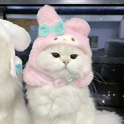 Gambar 64. PP Kucing Couple Terpisah Lucu anggora putih (1)