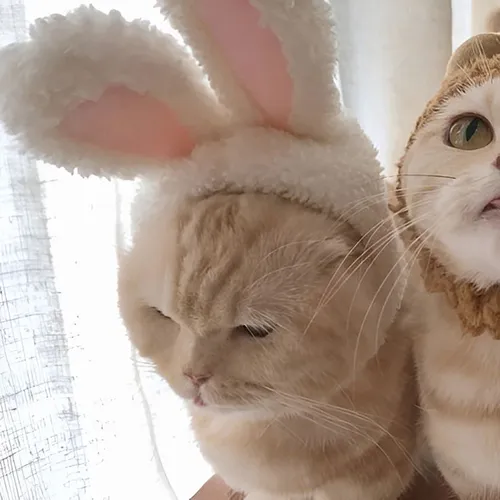 Gambar 65. PP Kucing Couple Terpisah Lucu pakai topi (1)