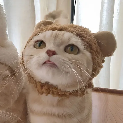 Gambar 65. PP Kucing Couple Terpisah Lucu pakai topi (2)