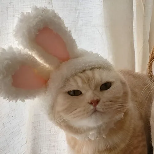 Gambar 66. PP Kucing Couple Terpisah Lucu pakai topi miring (1)