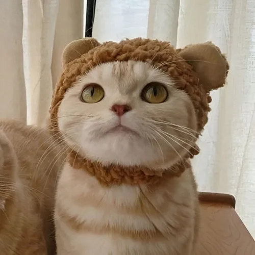 Gambar 66. PP Kucing Couple Terpisah Lucu pakai topi miring (2)