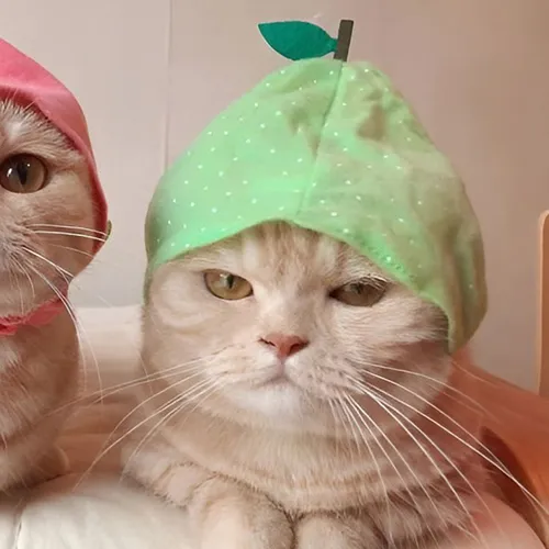 Gambar 67. PP Kucing Couple Terpisah Lucu pakai kerudung buah (2)