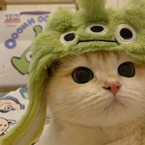 Gambar 68. PP Kucing Couple Terpisah Lucu pakai topi unik (2)