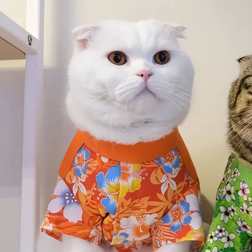 Gambar 69. PP Kucing Couple Terpisah Lucu dengan kostum unik (1)