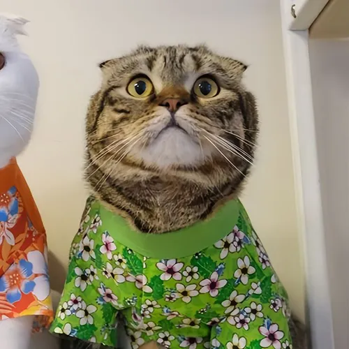 Gambar 69. PP Kucing Couple Terpisah Lucu dengan kostum unik (2)