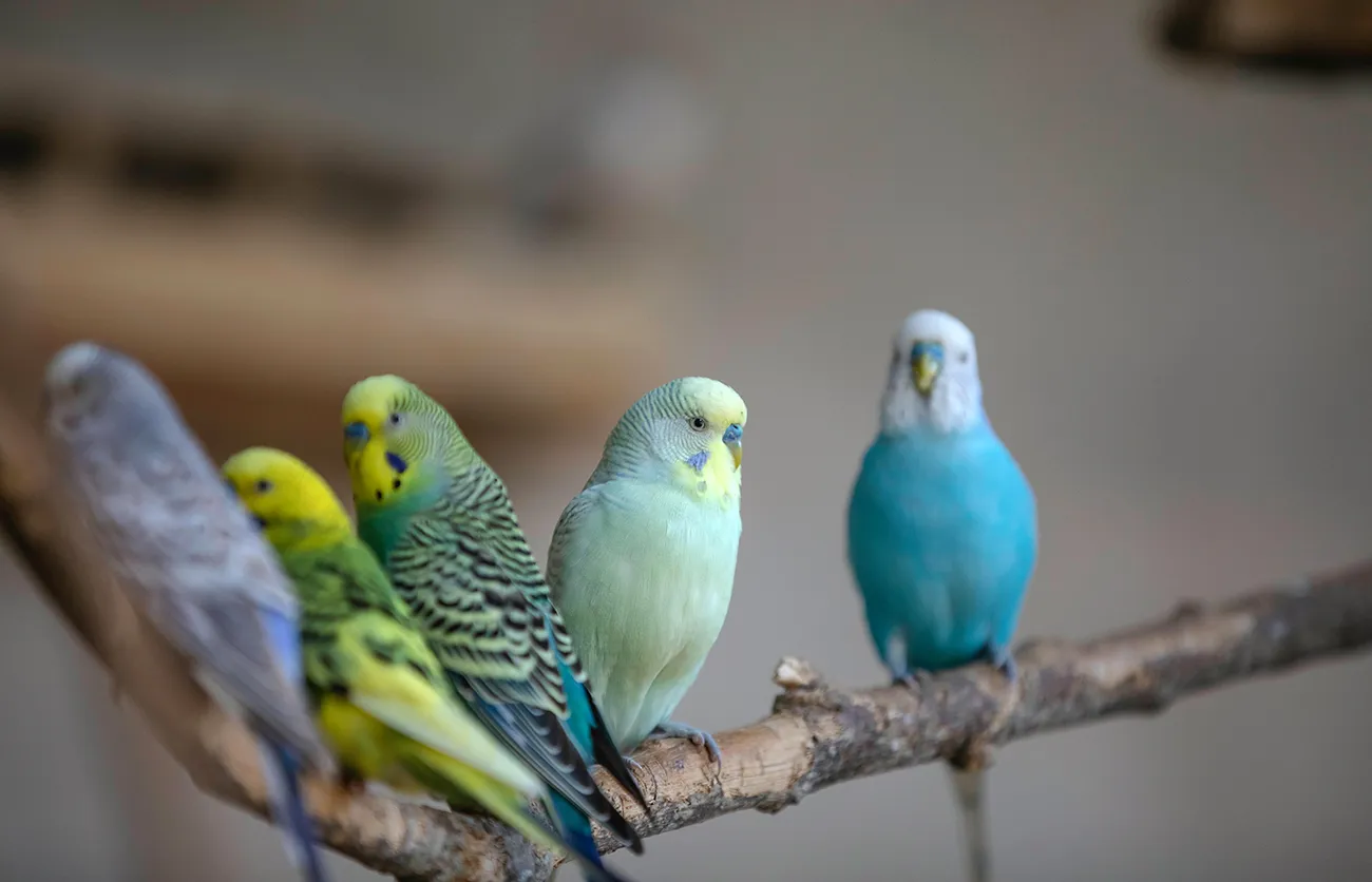 Jenis Burung Lovebird dan Harganya