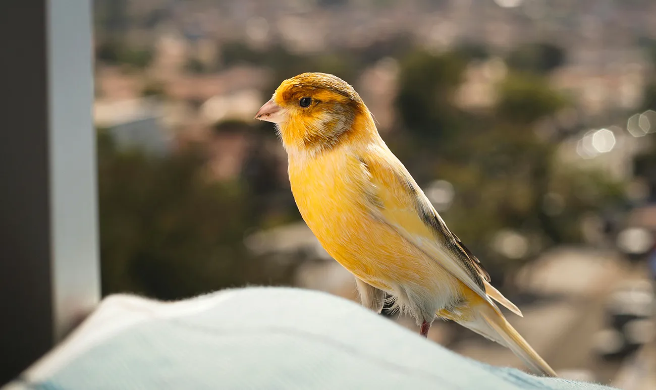 Download Suara Burung Kenari