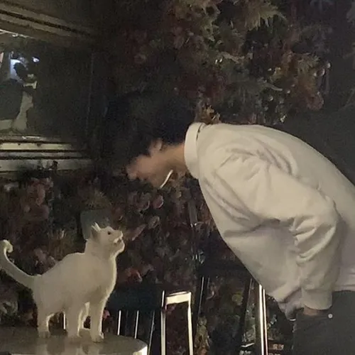 Gambar 16. PP WA Aesthetic saling pandang dengan kucing