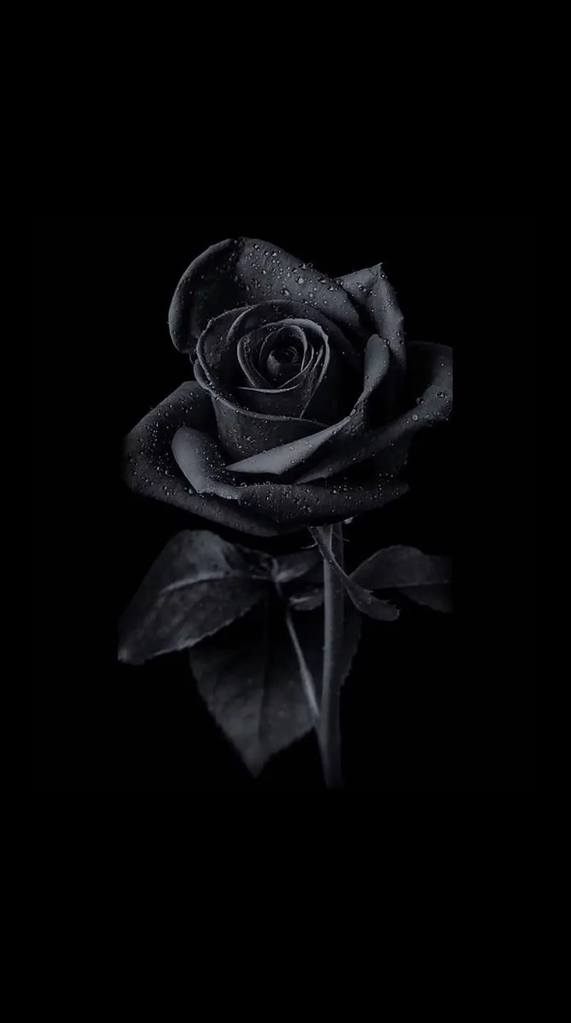 Gambar 28. black natural rose