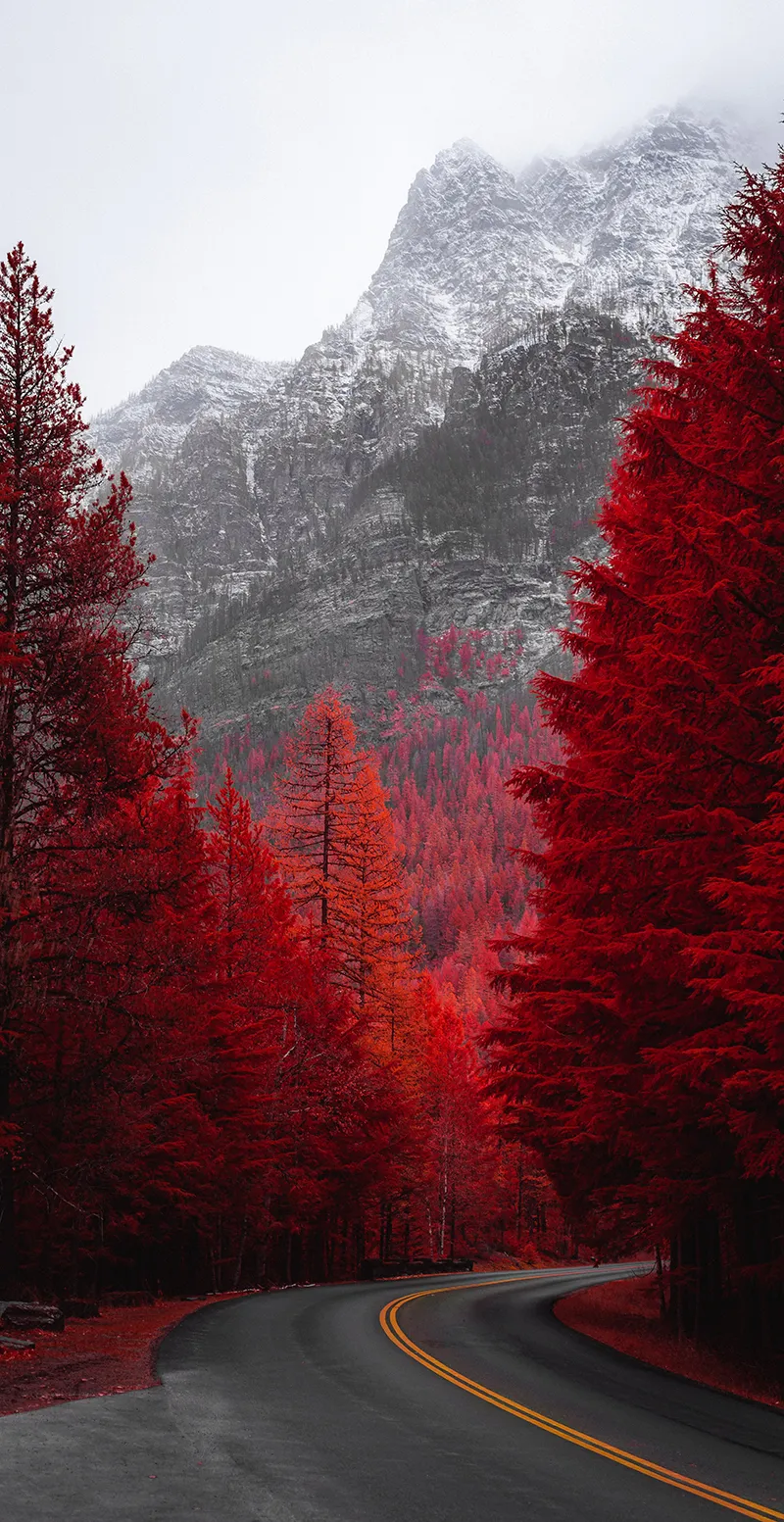 Gambar 04. Pesona Pohon Merah