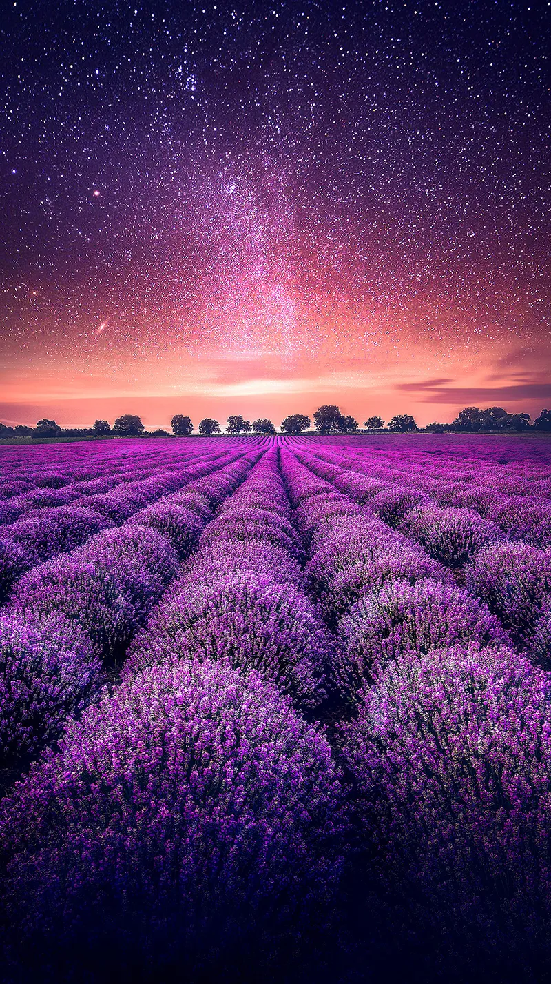 Gambar 05. Pesona Kebun Lavender