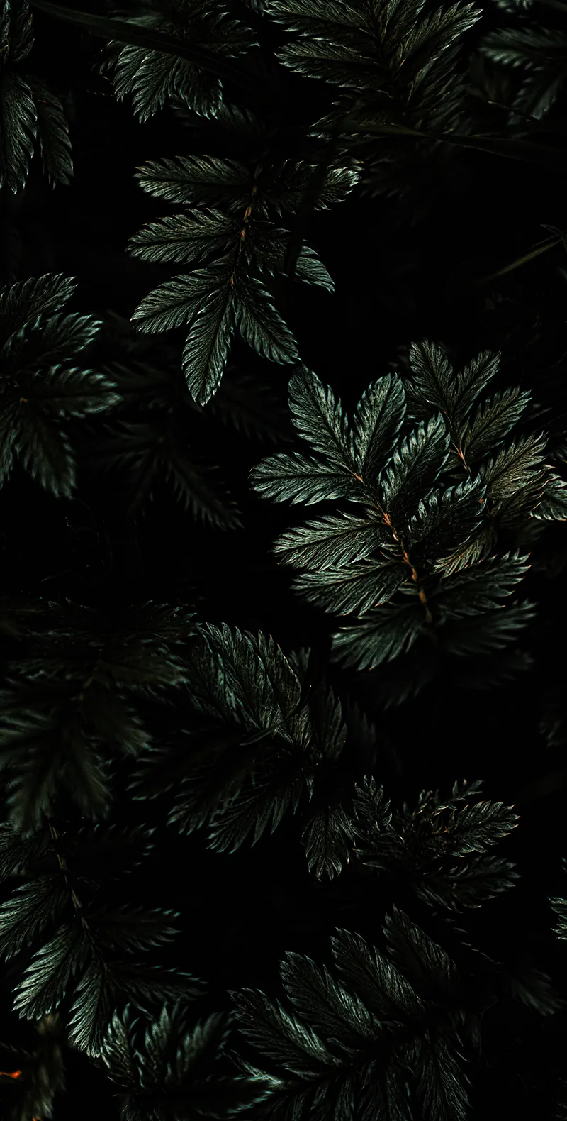 Gambar 06. Daun Tema Dark