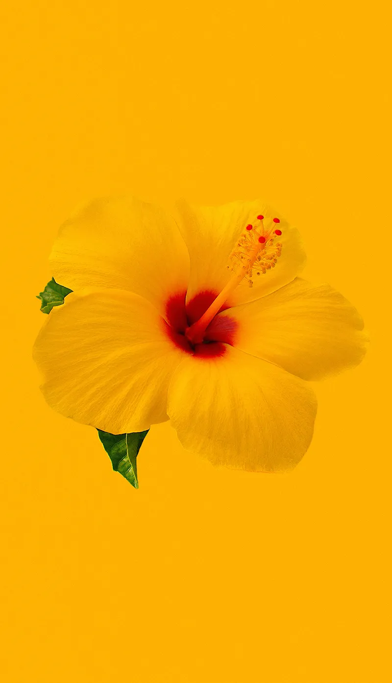 Gambar 07. Bunga Terompet