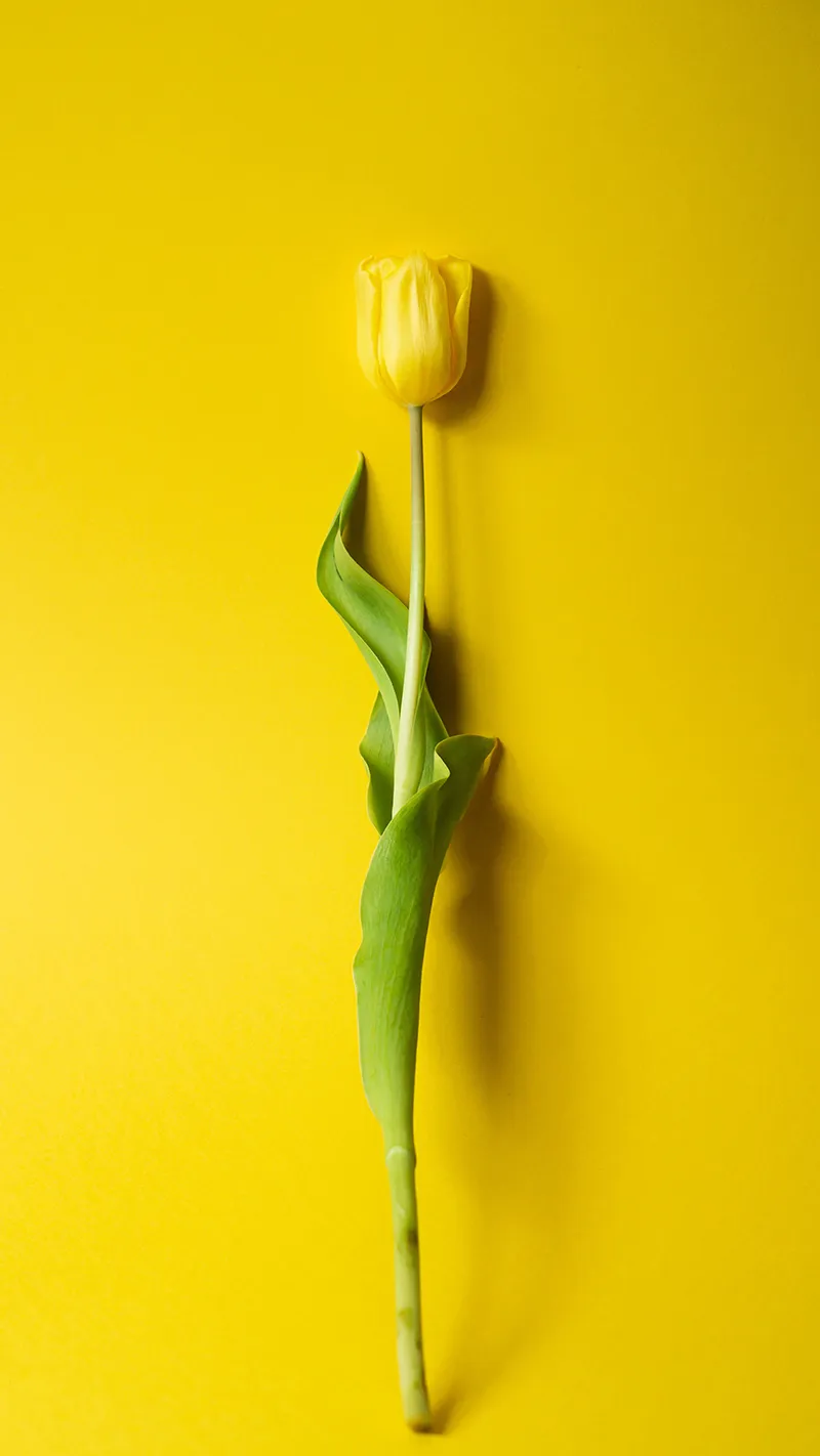 Gambar 08. Tulip Kuning