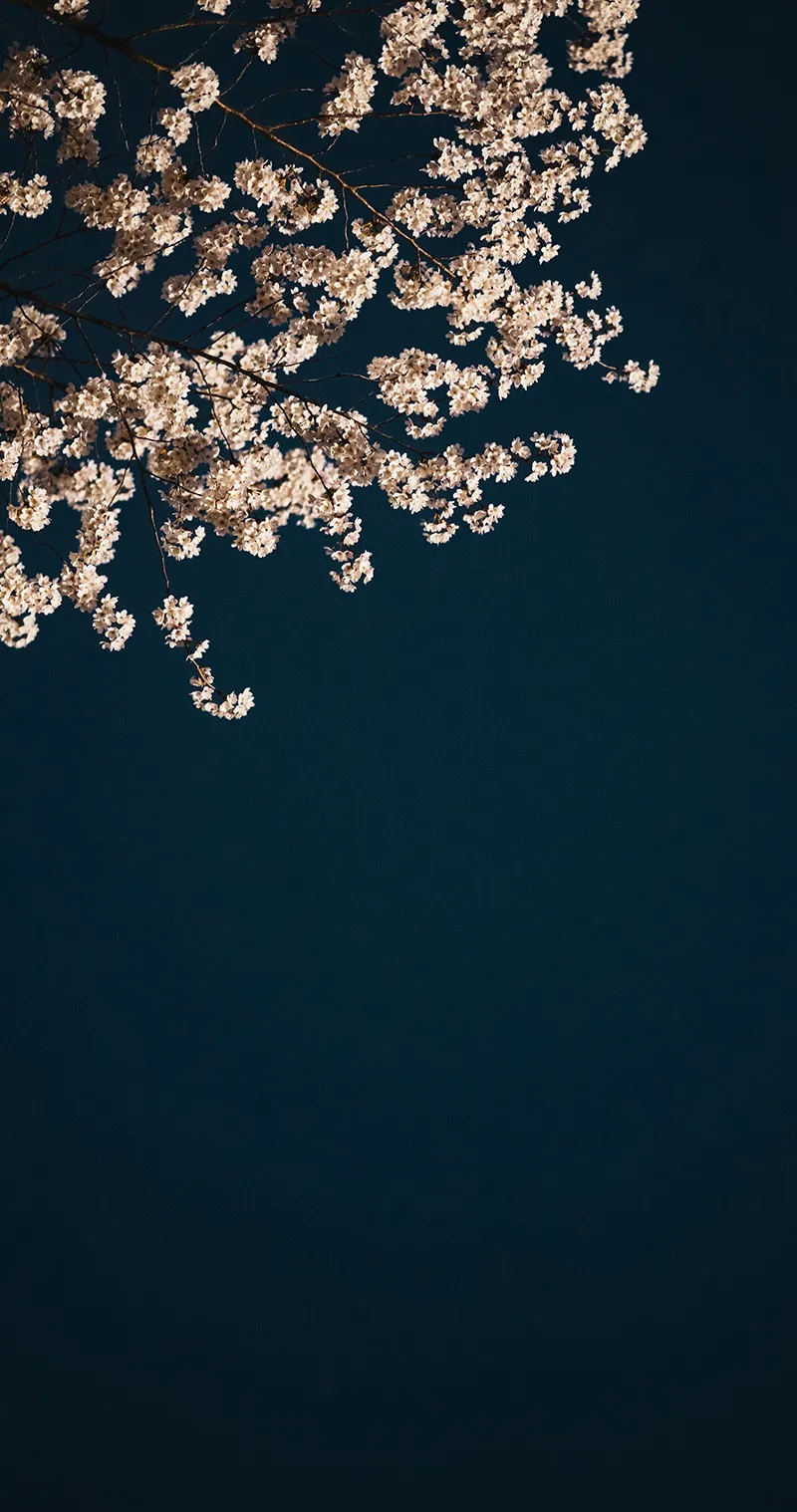 Gambar 27. Bunga Sakura