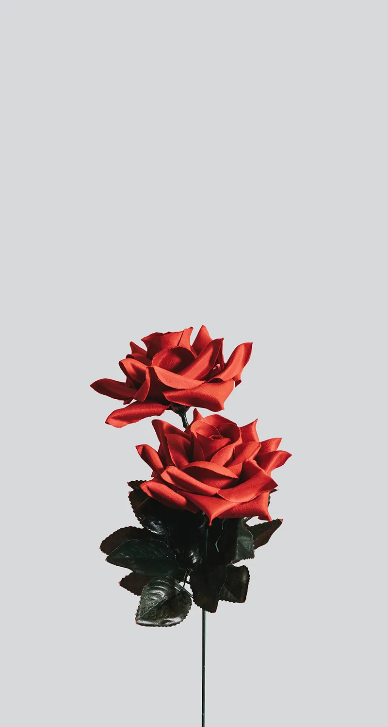 Gambar 28. Setangakai Bunga Mawar